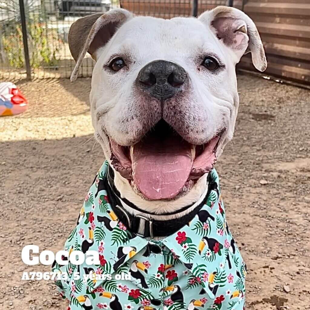 Adoption photo of smiling dog and text that reads "Cocoa, A796713, 5 years old"