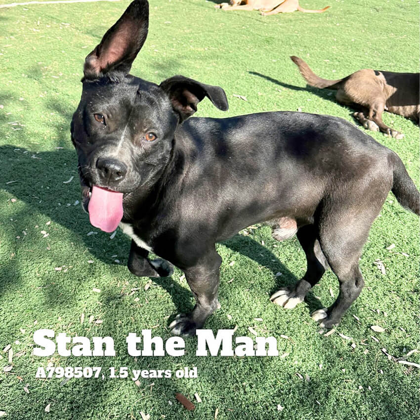 Adoption photo of smiling dog and text that reads "Stan the Man, A798507, 1.5 years old"