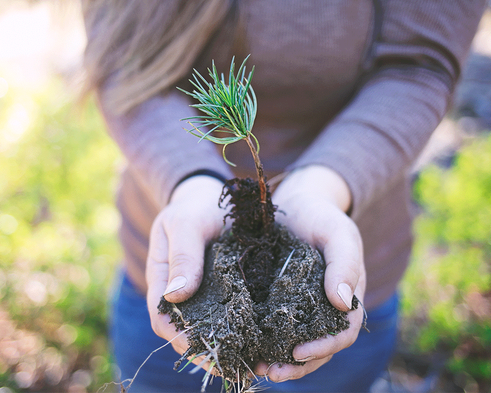 close up of person holding small tree in soil in open hands